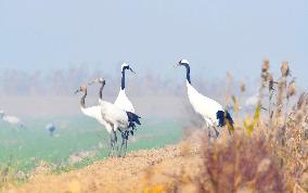 Red-crowned Cranes Foraging At The National Rare Bird Nature Res