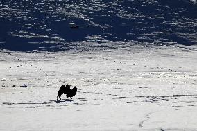 Camels Walk in The Snow