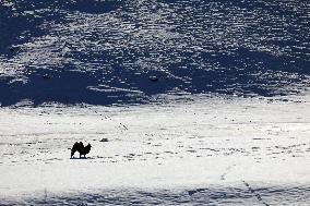 Camels Walk in The Snow