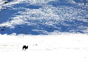 Camels Walk in The Snow