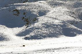 Camels Walk in The Snow