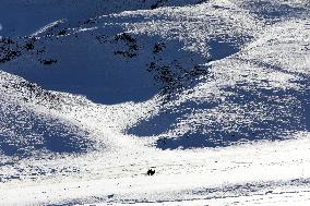 Camels Walk in The Snow