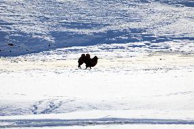 Camels Walk in The Snow