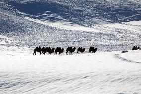 Camels Walk in The Snow