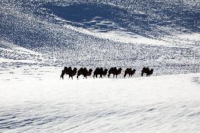 Camels Walk in The Snow