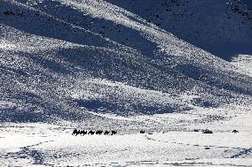 Camels Walk in The Snow