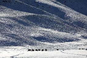 Camels Walk in The Snow