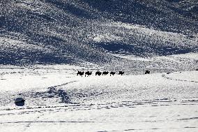 Camels Walk in The Snow
