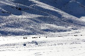 Camels Walk in The Snow