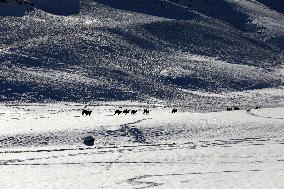Camels Walk in The Snow