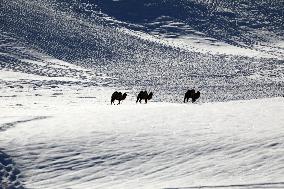 Camels Walk in The Snow