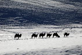 Camels Walk in The Snow