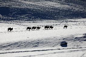 Camels Walk in The Snow