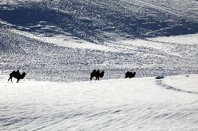 Camels Walk in The Snow