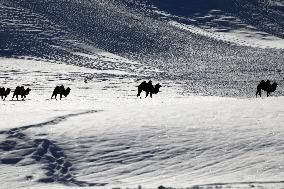 Camels Walk in The Snow