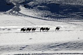 Camels Walk in The Snow