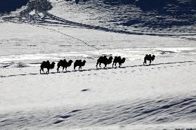 Camels Walk in The Snow