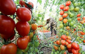 Winter Greenhouse Crop