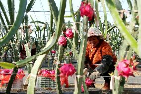 Winter Greenhouse Crop