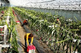 Winter Greenhouse Crop