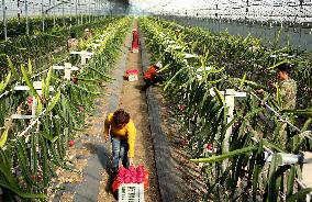 Winter Greenhouse Crop