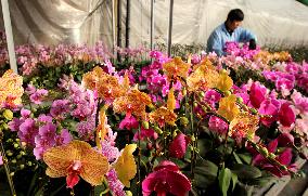 Winter Greenhouse Crop