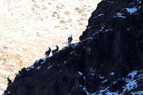 North Goats