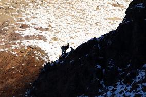 North Goats
