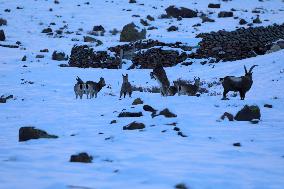 North Goats