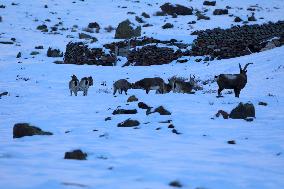 North Goats