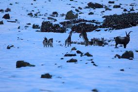 North Goats