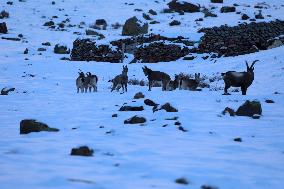 North Goats