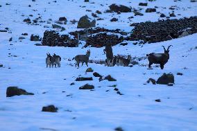 North Goats