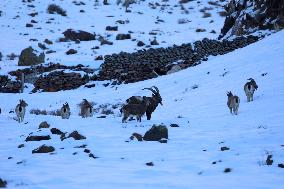 North Goats
