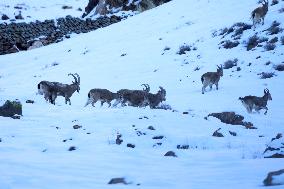 North Goats