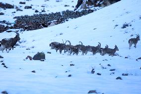 North Goats