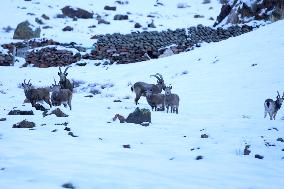 North Goats