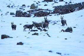 North Goats