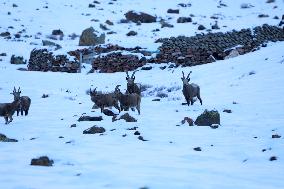 North Goats