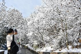 Snow-covered Zijin Mountain in Nanjing