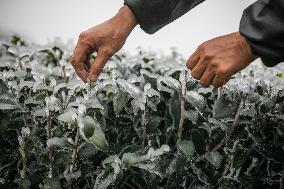 Tea Seedlings in Winter