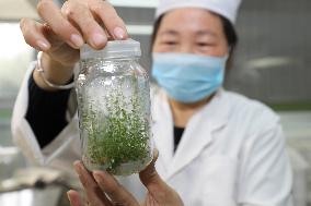 Industrial Seedling Raising