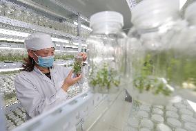 Industrial Seedling Raising
