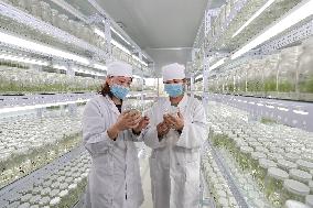 Industrial Seedling Raising