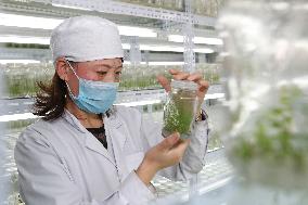 Industrial Seedling Raising