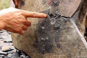 Fossil Excavation