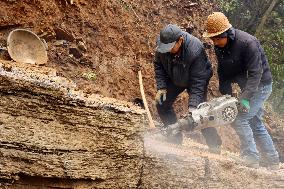 Fossil Excavation