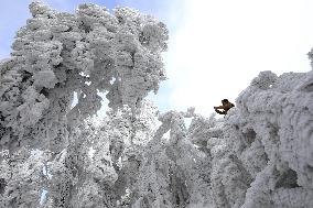 China Winter Rime Landscape