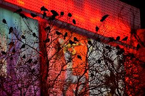 The Mysterious Crow Gathering Place in Beijing
