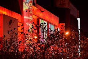 The Mysterious Crow Gathering Place in Beijing